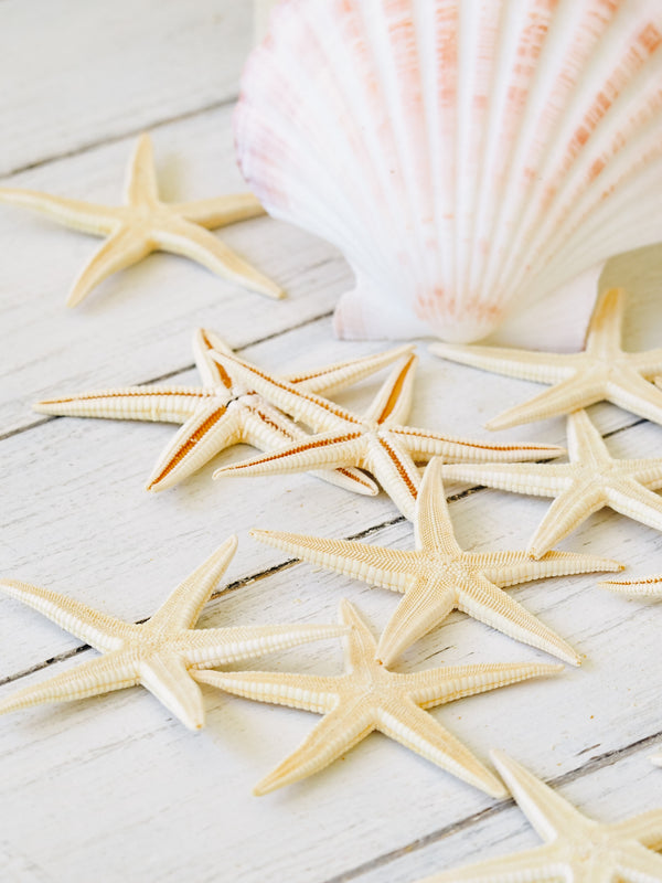 Baby Starfish - Creamy White